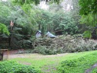 Strom na hřišti